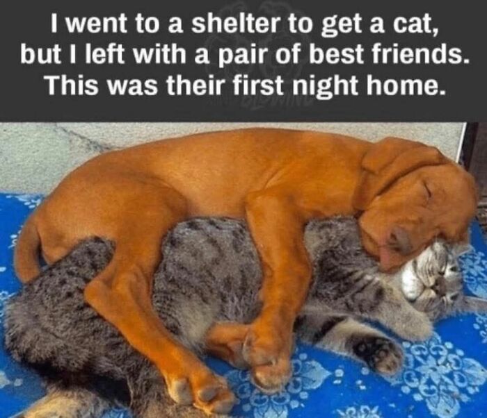 69 Cute And Sweet Animal Memes To Give You A Reason To Smile Today (New Pics) 69 Cute And Sweet Animal Memes To Give You A Reason To Smile Today (New Pics)