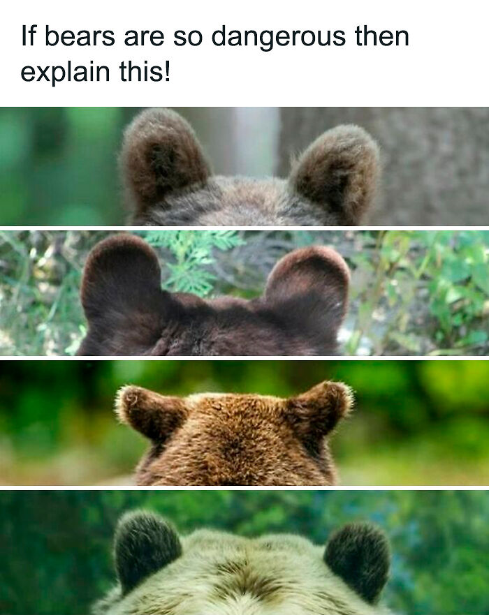 69 Cute And Sweet Animal Memes To Give You A Reason To Smile Today (New Pics) 69 Cute And Sweet Animal Memes To Give You A Reason To Smile Today (New Pics)