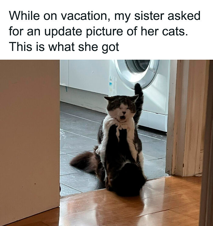 69 Cute And Sweet Animal Memes To Give You A Reason To Smile Today (New Pics) 69 Cute And Sweet Animal Memes To Give You A Reason To Smile Today (New Pics)