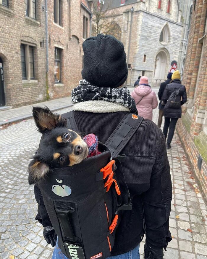 44 Adorable Photos Of Dogs In Backpacks Enjoying City Adventures