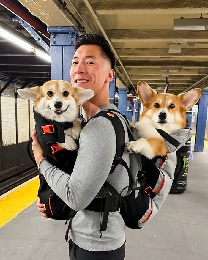 44 Adorable Photos Of Dogs In Backpacks Enjoying City Adventures