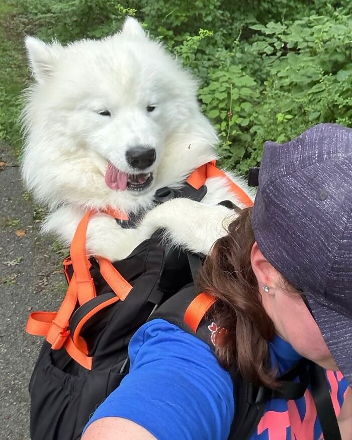 44 Adorable Photos Of Dogs In Backpacks Enjoying City Adventures