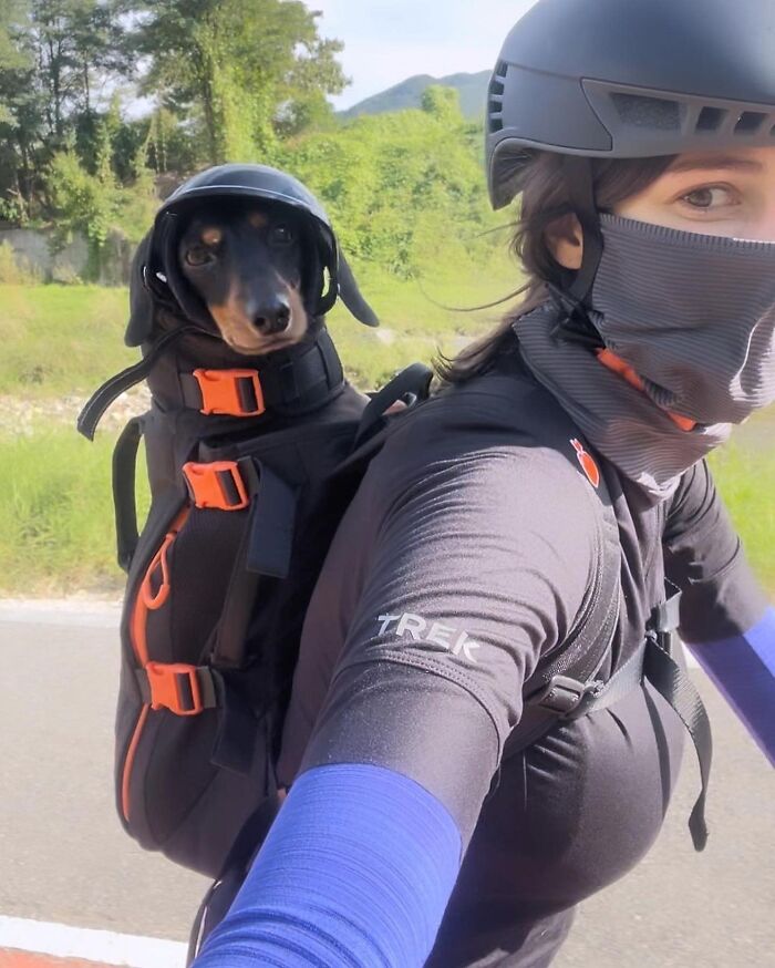 44 Adorable Photos Of Dogs In Backpacks Enjoying City Adventures