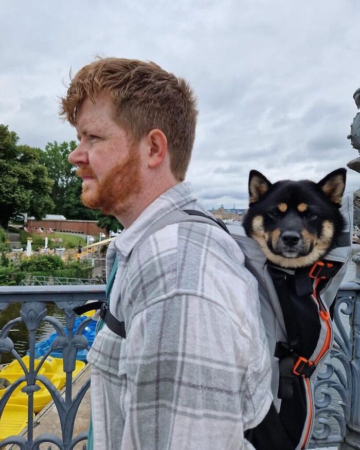 44 Adorable Photos Of Dogs In Backpacks Enjoying City Adventures