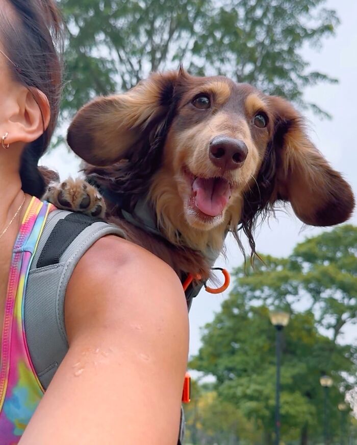 44 Adorable Photos Of Dogs In Backpacks Enjoying City Adventures