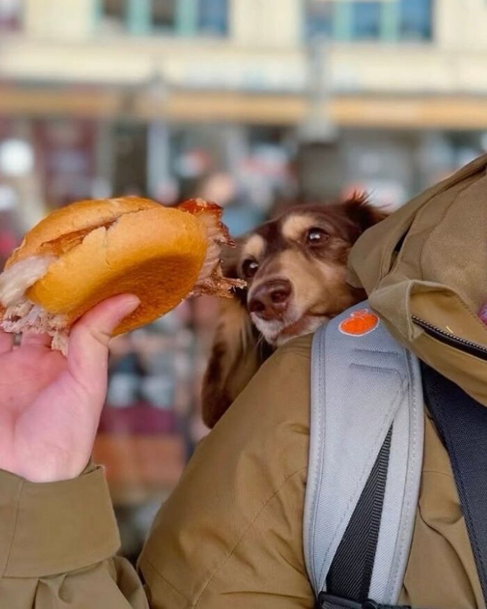 44 Adorable Photos Of Dogs In Backpacks Enjoying City Adventures