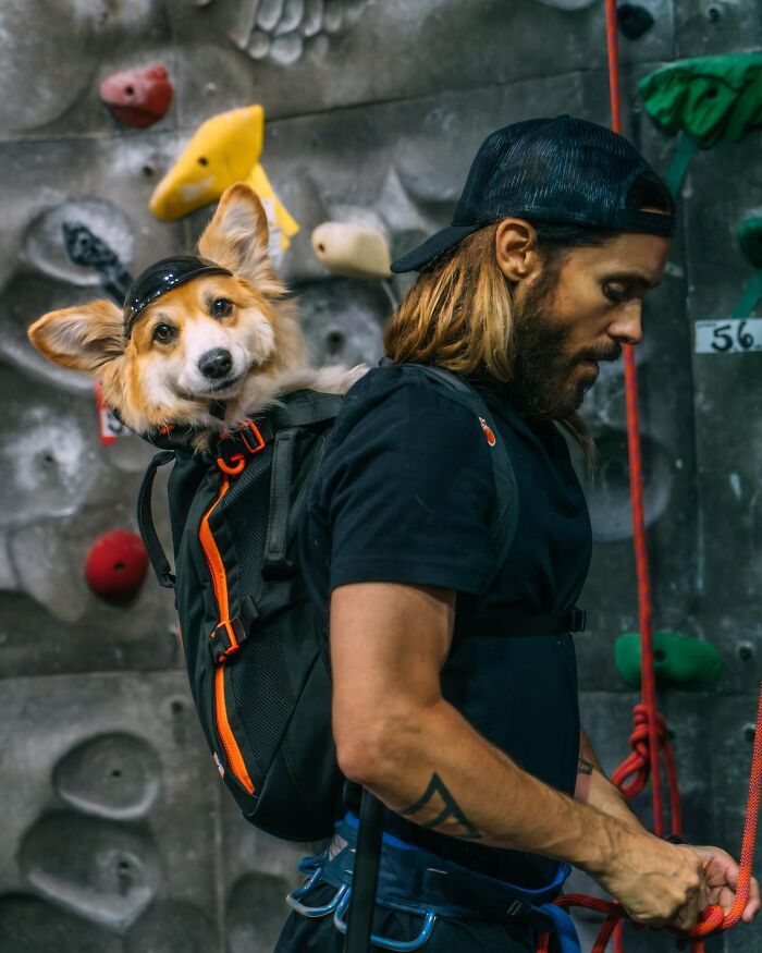 44 Adorable Photos Of Dogs In Backpacks Enjoying City Adventures