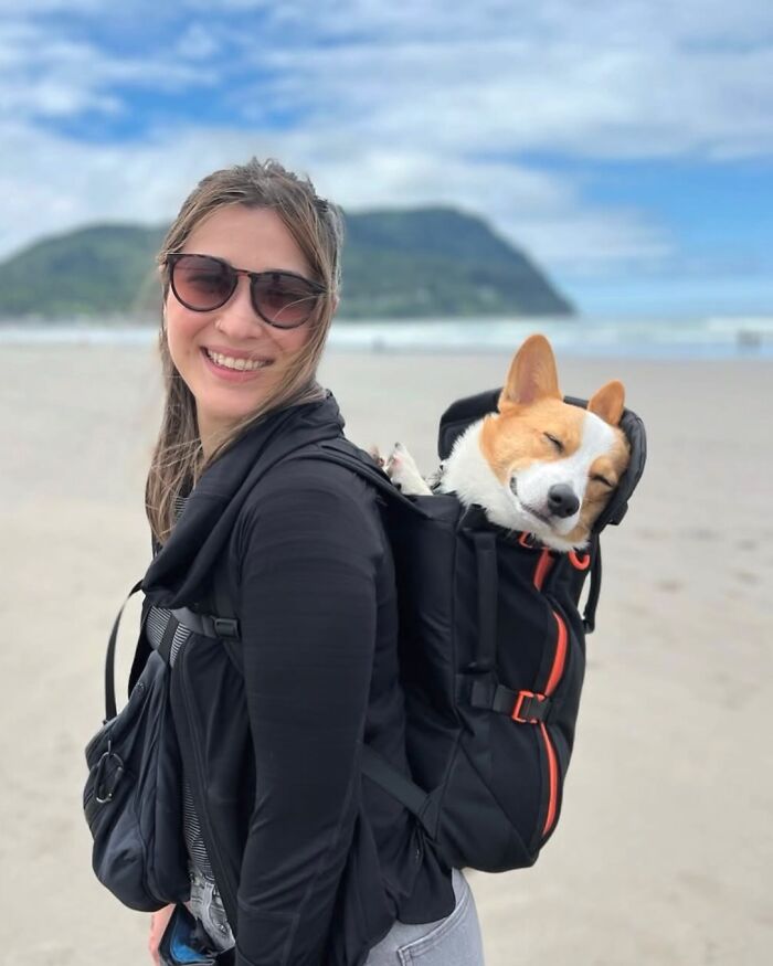 44 Adorable Photos Of Dogs In Backpacks Enjoying City Adventures