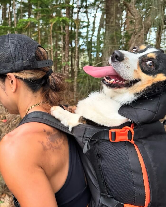 44 Adorable Photos Of Dogs In Backpacks Enjoying City Adventures