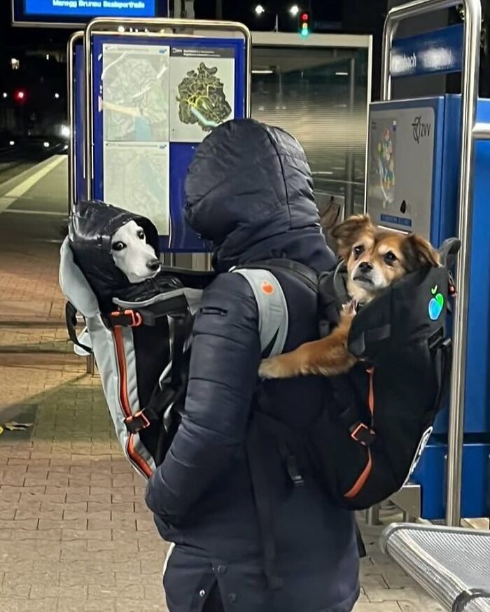 44 Adorable Photos Of Dogs In Backpacks Enjoying City Adventures