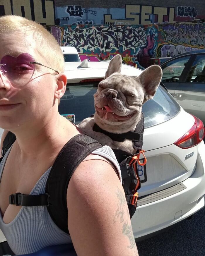 44 Adorable Photos Of Dogs In Backpacks Enjoying City Adventures