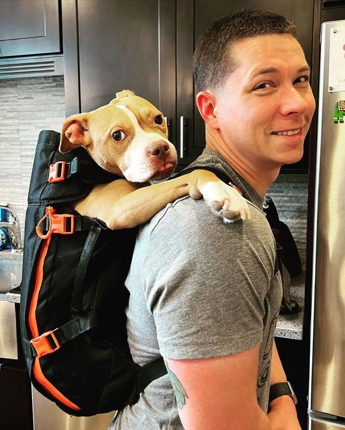 44 Adorable Photos Of Dogs In Backpacks Enjoying City Adventures