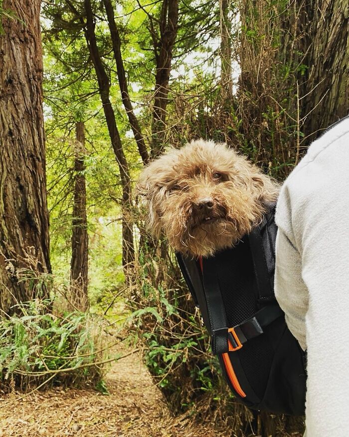 44 Adorable Photos Of Dogs In Backpacks Enjoying City Adventures