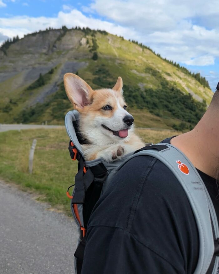 44 Adorable Photos Of Dogs In Backpacks Enjoying City Adventures