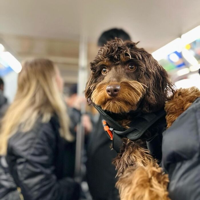 44 Adorable Photos Of Dogs In Backpacks Enjoying City Adventures