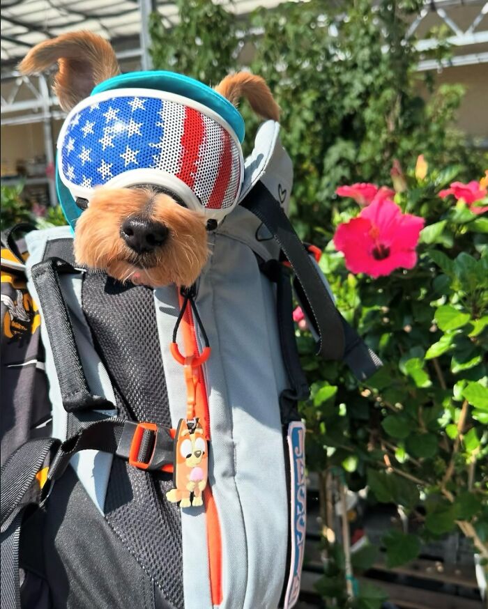 44 Adorable Photos Of Dogs In Backpacks Enjoying City Adventures