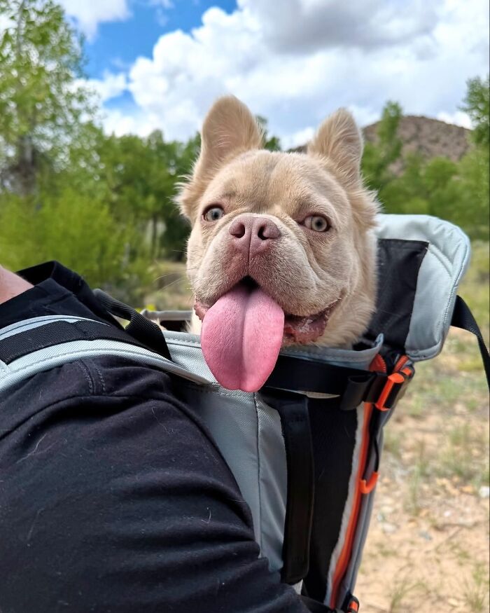 44 Adorable Photos Of Dogs In Backpacks Enjoying City Adventures