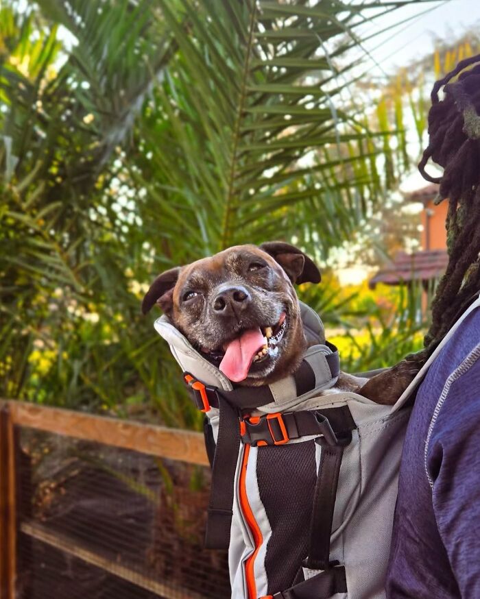 44 Adorable Photos Of Dogs In Backpacks Enjoying City Adventures