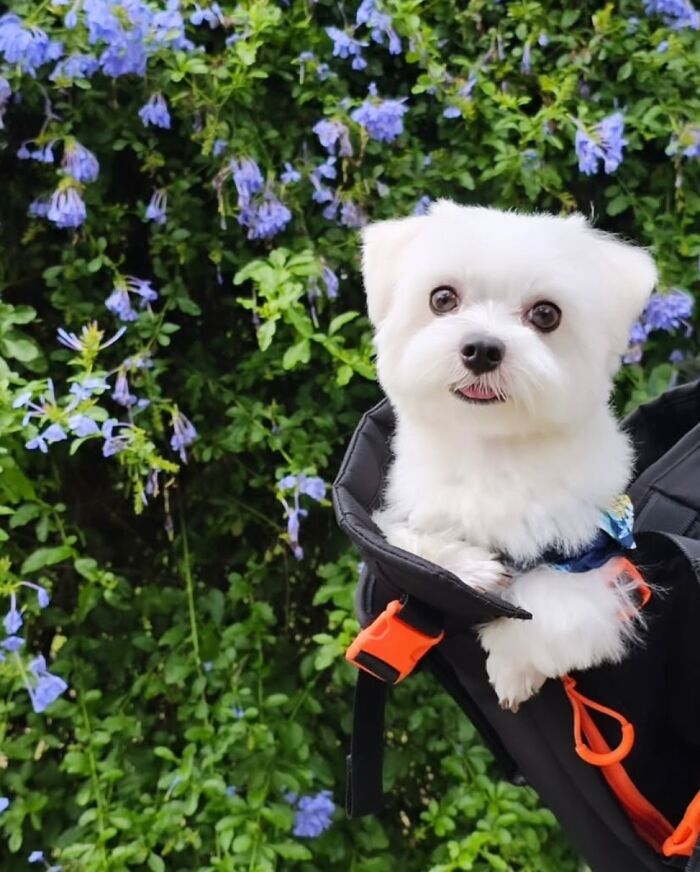 44 Adorable Photos Of Dogs In Backpacks Enjoying City Adventures