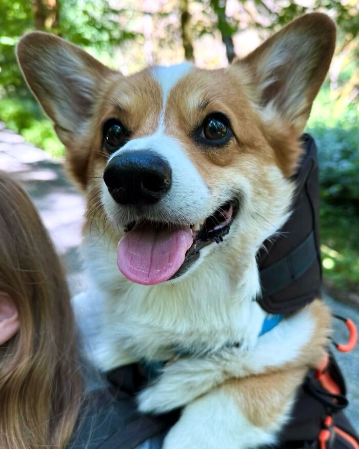 44 Adorable Photos Of Dogs In Backpacks Enjoying City Adventures