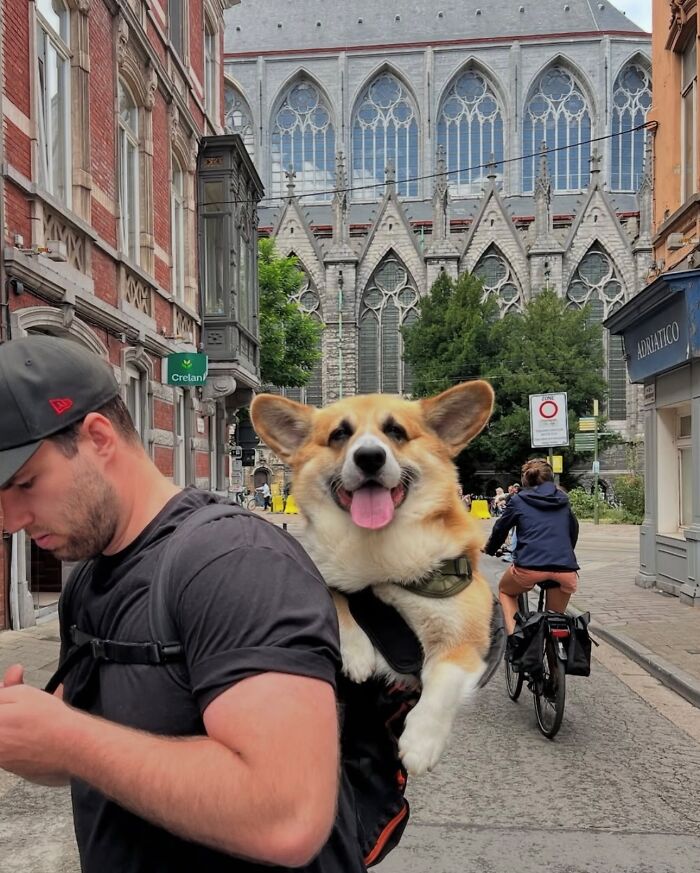44 Adorable Photos Of Dogs In Backpacks Enjoying City Adventures