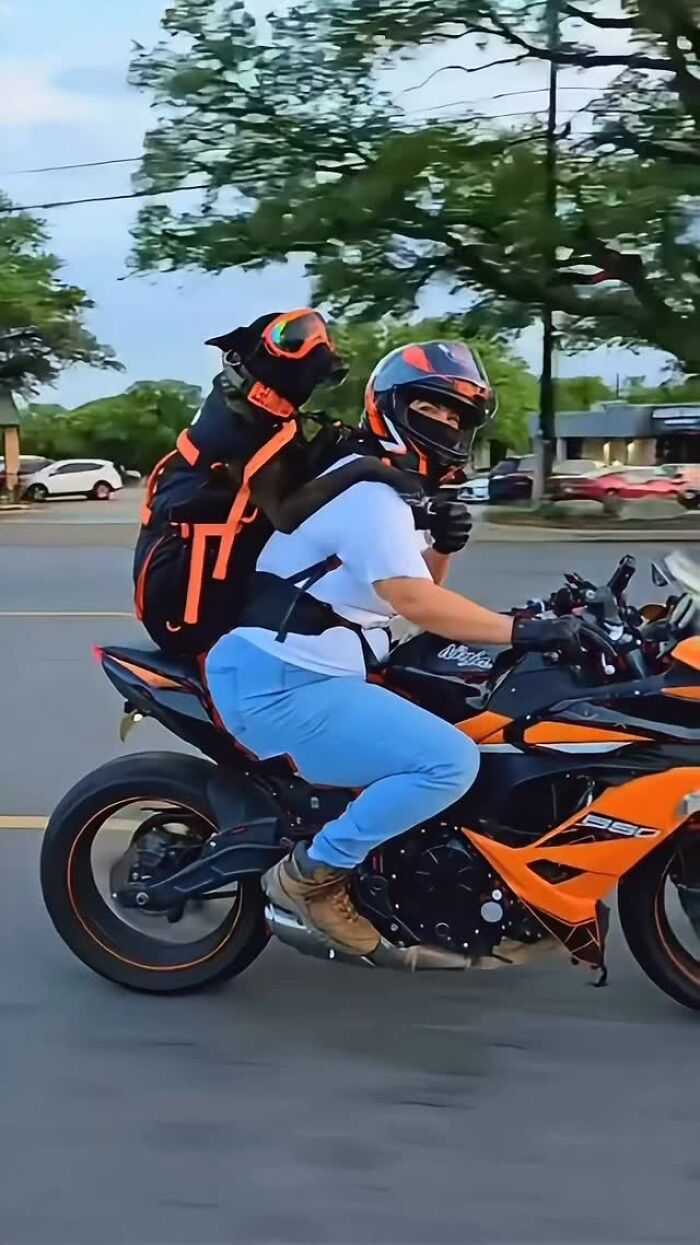 44 Adorable Photos Of Dogs In Backpacks Enjoying City Adventures
