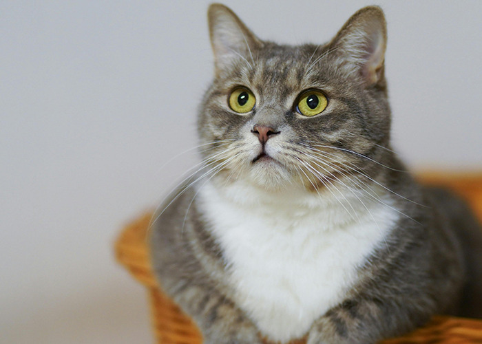 911 Operators Share The Dumbest Non-Emergency Calls They’ve Ever Received