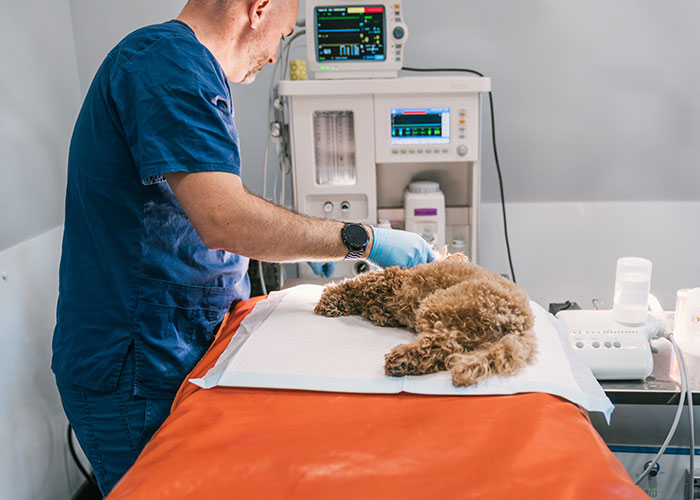 MIL Poisons Family Dog, Verbally Attacks Woman, Is Still Shocked She’s Kicked Out Of Their House And Life