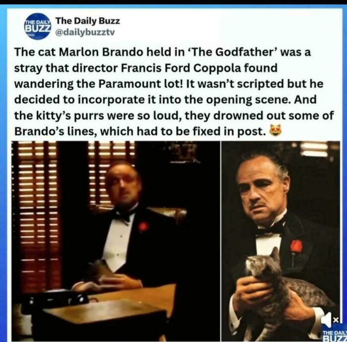 109 Feline Employees Who Deserve A Raise For Being This Cute (New Pics)