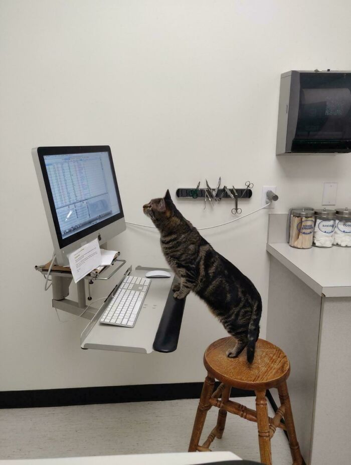 109 Feline Employees Who Deserve A Raise For Being This Cute (New Pics)