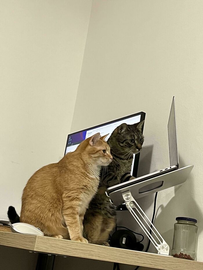 109 Feline Employees Who Deserve A Raise For Being This Cute (New Pics)