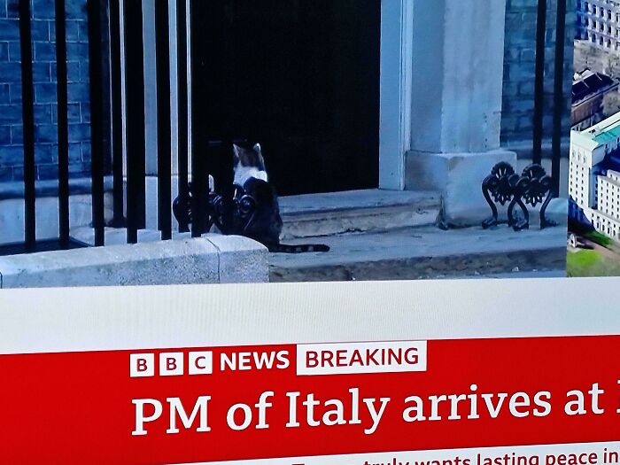 109 Feline Employees Who Deserve A Raise For Being This Cute (New Pics)