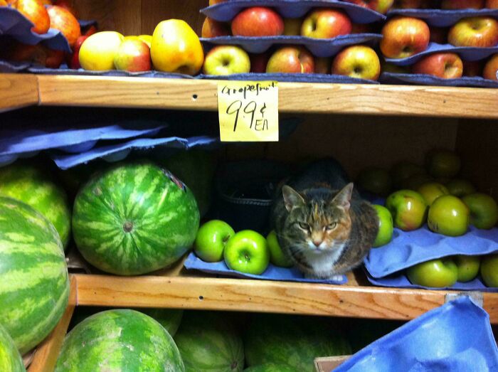 109 Feline Employees Who Deserve A Raise For Being This Cute (New Pics)