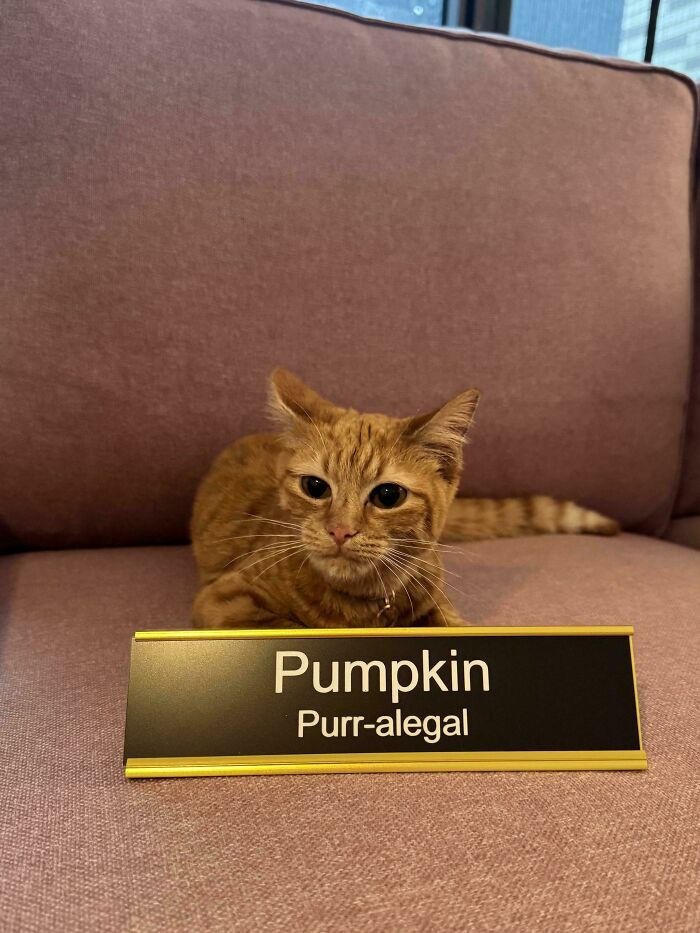109 Feline Employees Who Deserve A Raise For Being This Cute (New Pics)