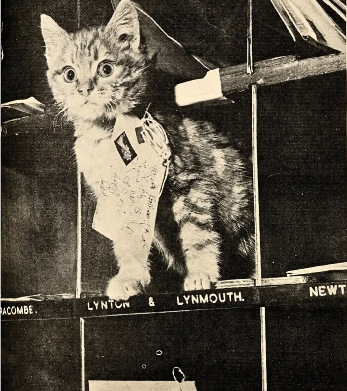 109 Feline Employees Who Deserve A Raise For Being This Cute (New Pics)