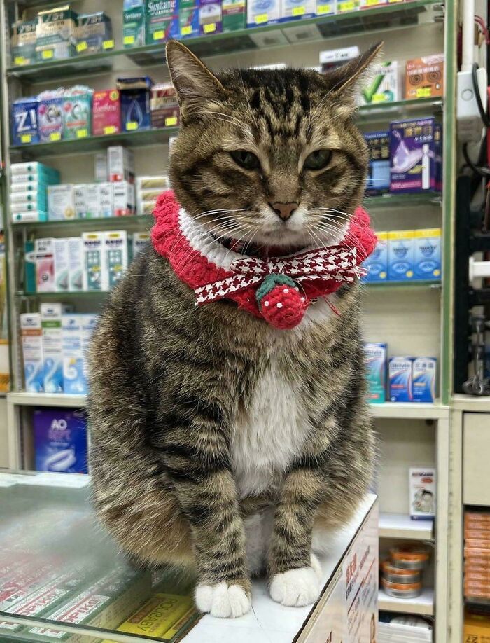 109 Feline Employees Who Deserve A Raise For Being This Cute (New Pics)