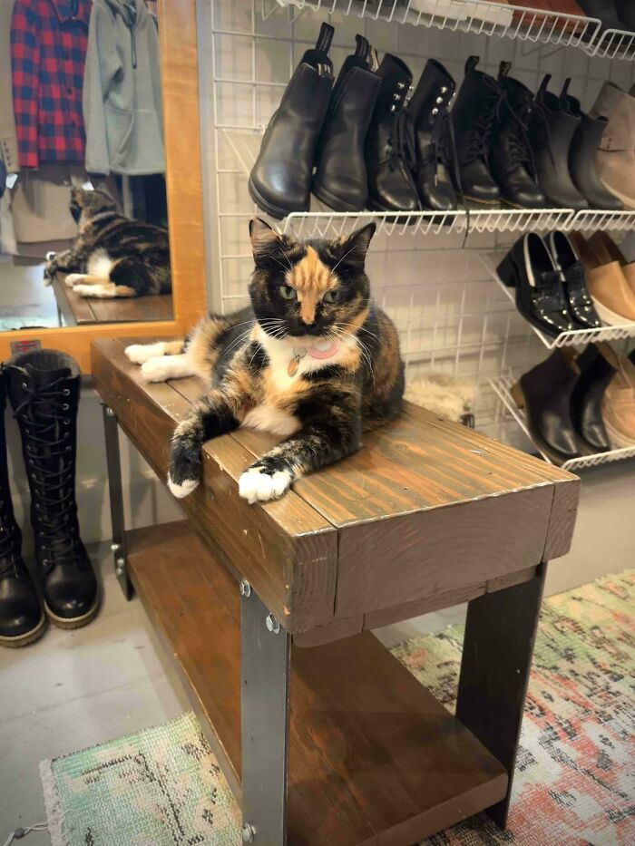 109 Feline Employees Who Deserve A Raise For Being This Cute (New Pics)