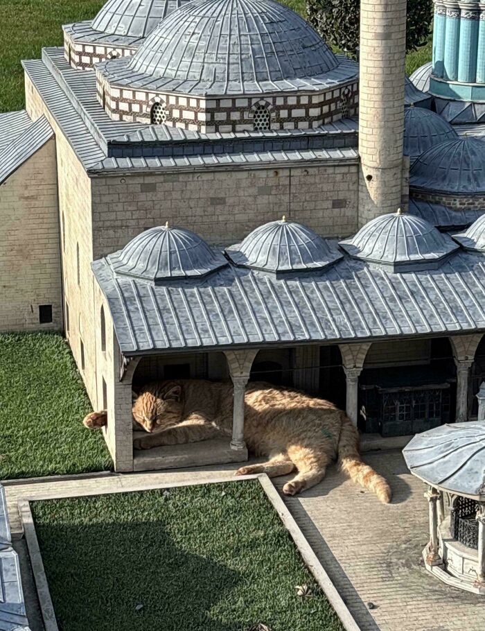 109 Feline Employees Who Deserve A Raise For Being This Cute (New Pics)