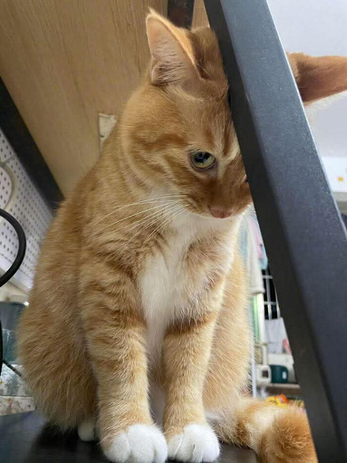 109 Feline Employees Who Deserve A Raise For Being This Cute (New Pics)