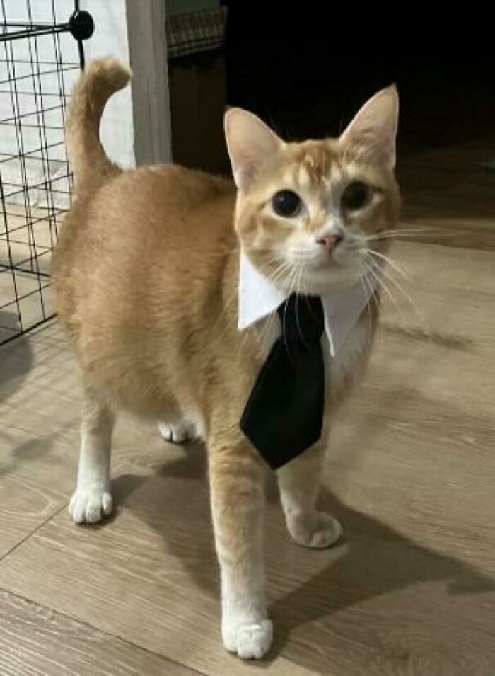 109 Feline Employees Who Deserve A Raise For Being This Cute (New Pics)