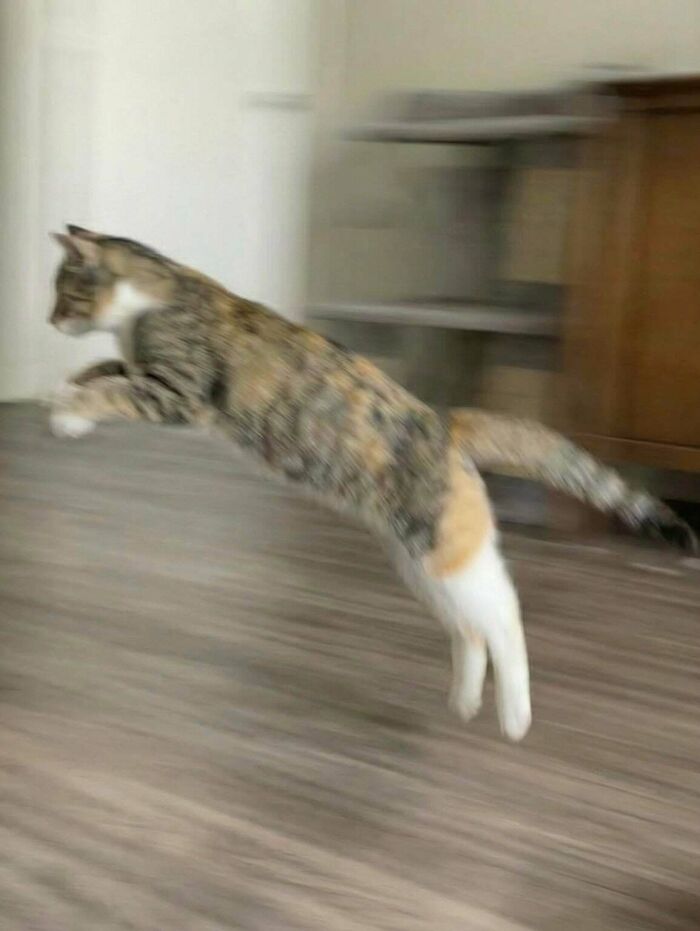 109 Feline Employees Who Deserve A Raise For Being This Cute (New Pics)