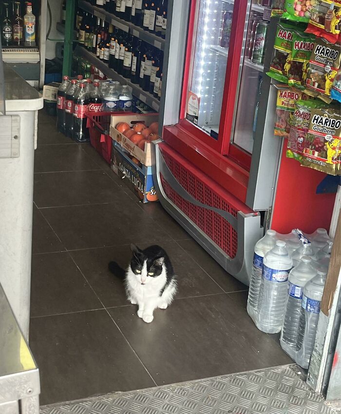 109 Feline Employees Who Deserve A Raise For Being This Cute (New Pics)