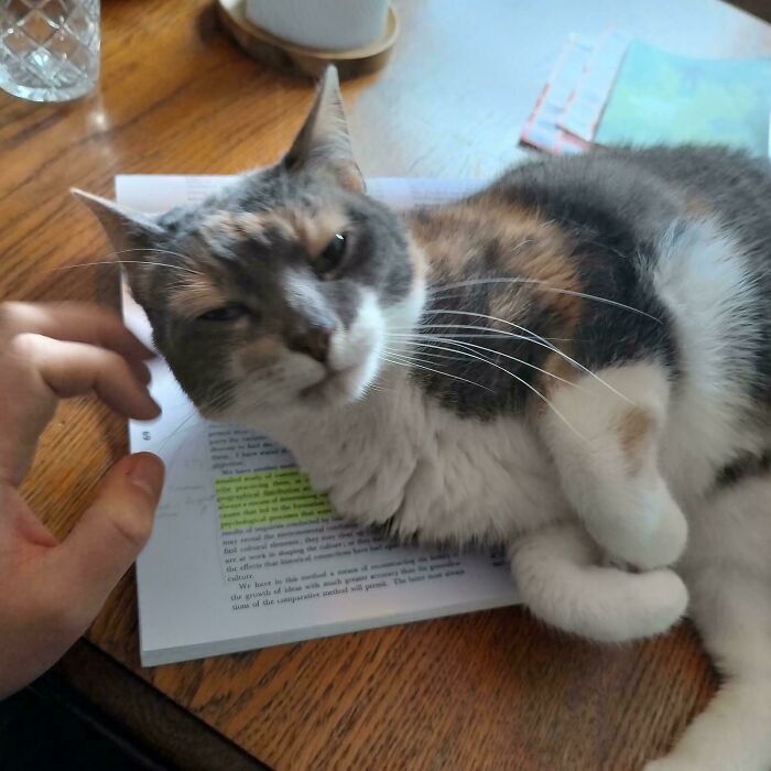 109 Feline Employees Who Deserve A Raise For Being This Cute (New Pics)