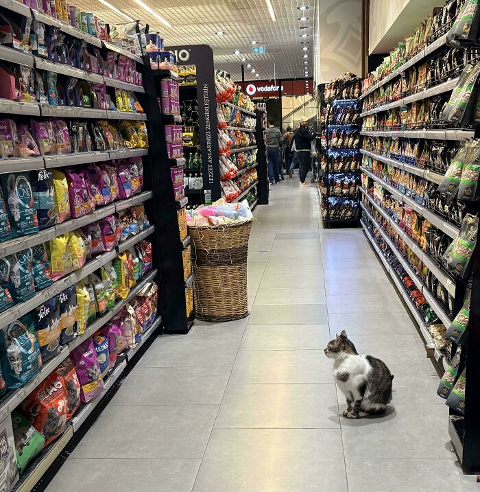 109 Feline Employees Who Deserve A Raise For Being This Cute (New Pics)