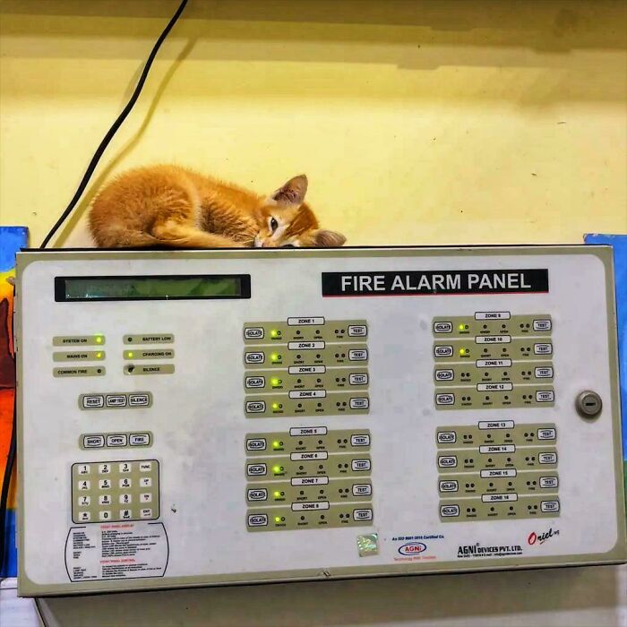 109 Feline Employees Who Deserve A Raise For Being This Cute (New Pics)