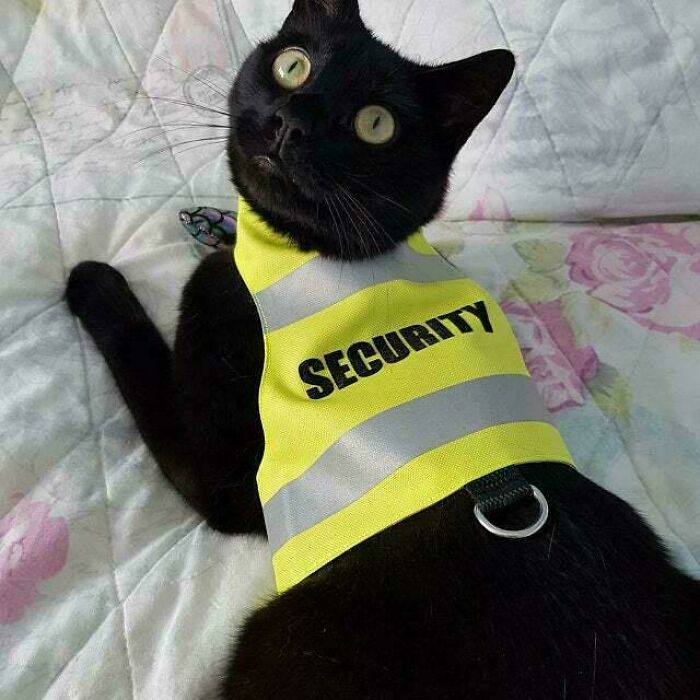 109 Feline Employees Who Deserve A Raise For Being This Cute (New Pics)