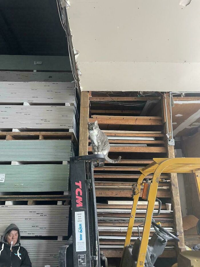 109 Feline Employees Who Deserve A Raise For Being This Cute (New Pics)