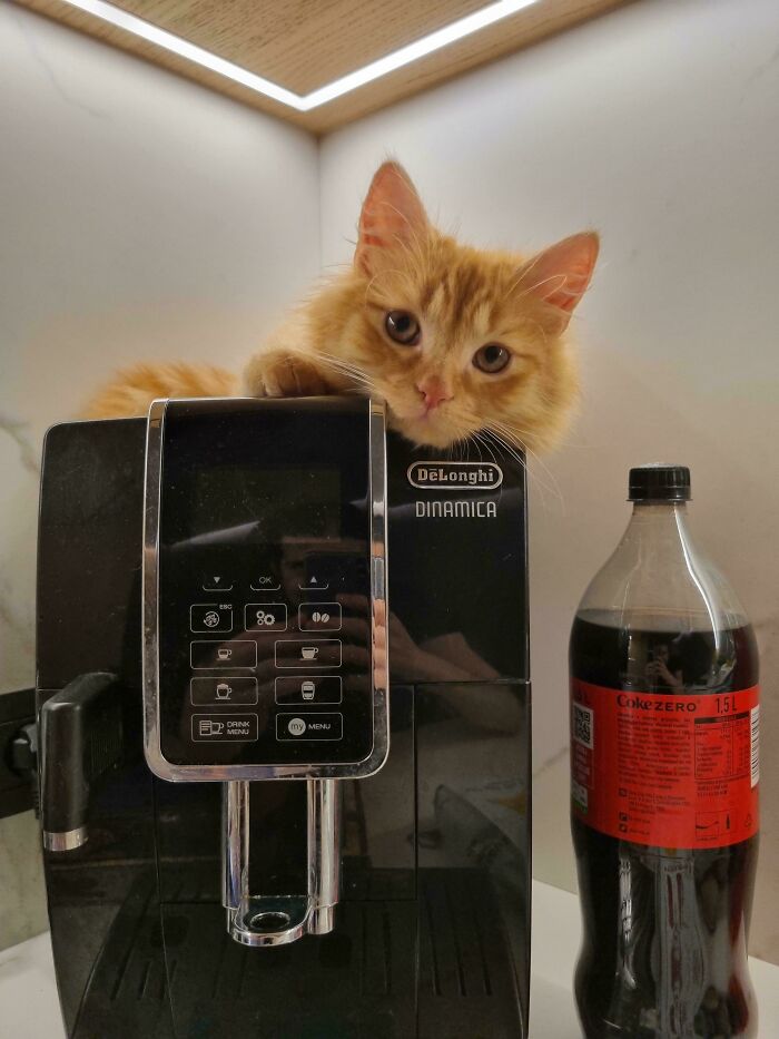 109 Feline Employees Who Deserve A Raise For Being This Cute (New Pics)