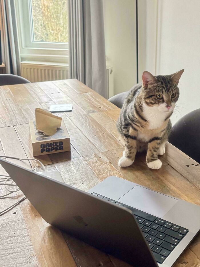 109 Feline Employees Who Deserve A Raise For Being This Cute (New Pics)