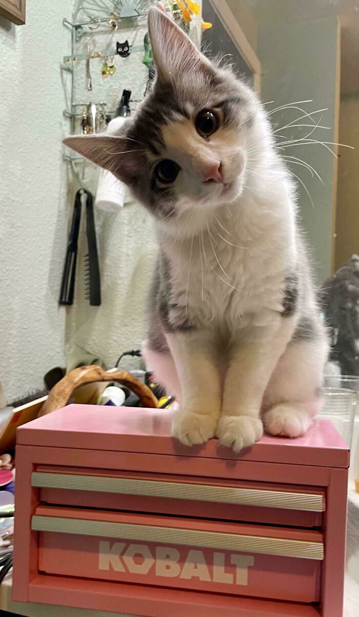 109 Feline Employees Who Deserve A Raise For Being This Cute (New Pics)